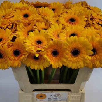 product/img.floraplaza.nl/128997-50-LIVE_fotos-0x9B01B386BA4C7720449FDA824093E62A91813330.jpg
