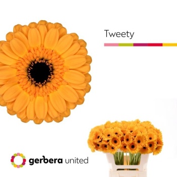 product/img.floraplaza.nl/128997-50-LIVE_fotos-0xF9AF56D6C4A4D4AC5C542566FDF60C994F1B900F.jpg