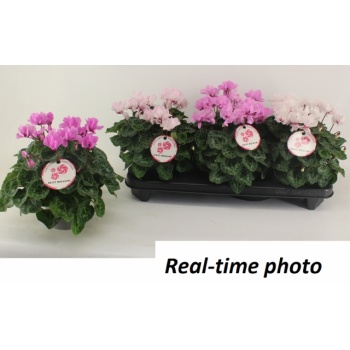 product/img.floraplaza.nl/129011-13-LIVE_fotos-0xACD1DC818EC112776A7749600CAF3D0E21DA8778.jpg