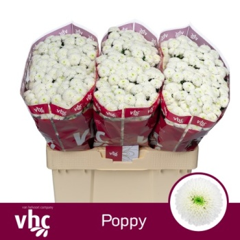 product/img.floraplaza.nl/129085-55-LIVE_fotos-0xC0129A46D01409953E09600B862C633CEAED8033.jpg