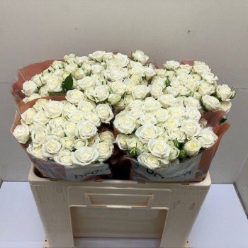 product/img.floraplaza.nl/129096-50-LIVE_fotos-0xACD0CED1ADD8CA538C9EBEB4661A486DC7CBD9B3.jpg