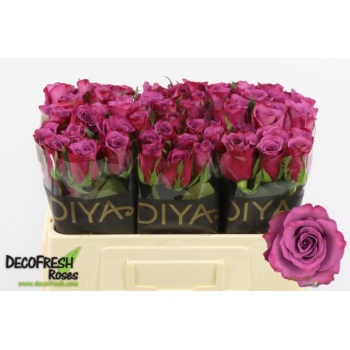 product/img.floraplaza.nl/129107-50-LIVE_fotos-0xE690DF9688BF449757B326D809332B0EDF569032.jpg
