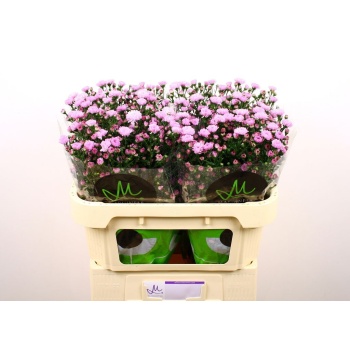 product/img.floraplaza.nl/129108-70-LIVE_fotos-0xD1AA681AFED6CE6506AA107FFBFC8F6F48C4668D.jpg