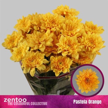 product/img.floraplaza.nl/129153-70-LIVE_fotos-0xF5316747C8B6BD30D6CAE3BC9AD594485D75A63D.jpg