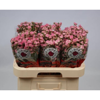product/img.floraplaza.nl/129157-60-LIVE_fotos-0xA9DAA2C0DD434AE3385354692E25901AA3CBC4BC.jpg