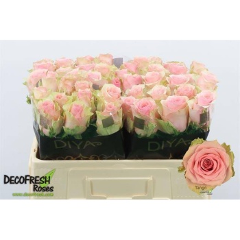 product/img.floraplaza.nl/129232-50-LIVE_fotos-0xCE8AD731A98A322674C9CAB051925B0CC8A3FB85.jpg