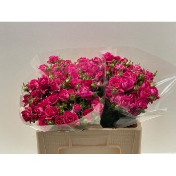 product/img.floraplaza.nl/129242-50-LIVE_fotos-0xC17E1D252BFBDCEEA8C2D9BEFE26BA89F1256565.jpg