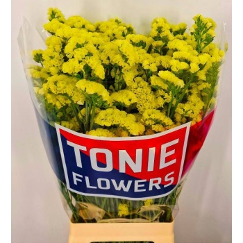 product/img.floraplaza.nl/129243-80-LIVE_fotos-0x8C961A9409781FF44504CF17F815A614B275C300.jpg