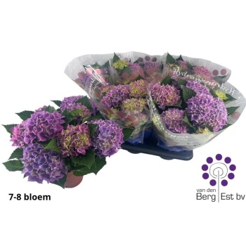 product/img.floraplaza.nl/129248-14-LIVE_fotos-0xFA958FBEB8920E16C7A2E00FA5D4D6AFF0154158.jpg