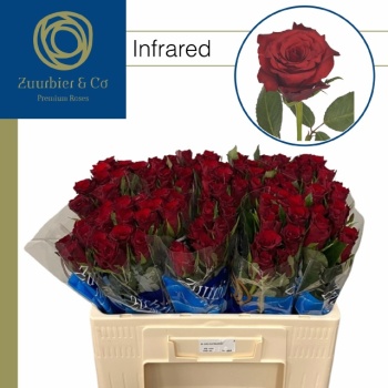 product/img.floraplaza.nl/129284-50-ZUUR-LIVE_fotos-0x7261094A7F8F38FBF86C652B30235E5AAEFD0943.jpg