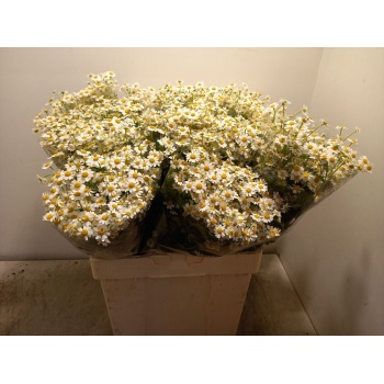 product/img.floraplaza.nl/129288-60-LIVE_fotos-0x2AEFDCEF754CFBF2BD1773F74CE8659D3EDB433E.jpg