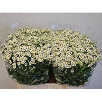 product/img.floraplaza.nl/129288-60-LIVE_fotos-0xC4ADDAE1B9AC59F06035B996F6FF5EB31CCC5B8F.jpg