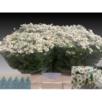 product/img.floraplaza.nl/129288-60-LIVE_fotos-0xF68C3D55AF4D7CFC72053E3304E19A32A097DB34.jpg