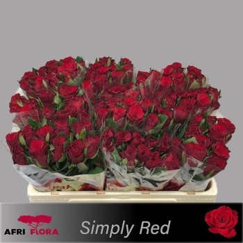 product/img.floraplaza.nl/129353-50-AFRI-LIVE_fotos-0x0ACFFDA9EE4C99A332802DD01D7D01B0D8795E69.jpg