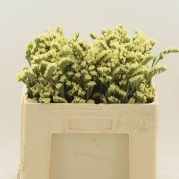 product/img.floraplaza.nl/129355-50-LIVE_fotos-0xBD512B4F22DBEFC9A33469FE992BE95B852DB2BB.jpg