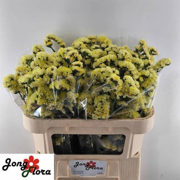 product/img.floraplaza.nl/129355-70-LIVE_fotos-0xD1556C93F3F57C92C67E79AEDB008AE942F5B8BE.jpg