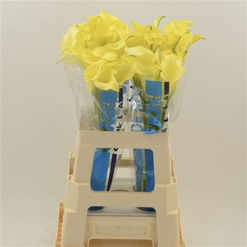 product/img.floraplaza.nl/129406-55-LIVE_fotos-0xB7D900F0D52E3C4D55B8B2EA31F988675075AAD0.jpg