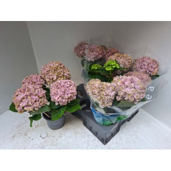 product/img.floraplaza.nl/129414-15-LIVE_fotos-0x7A5F1026C7A6EABE2B7C15979E34B7856441A9E5.jpg