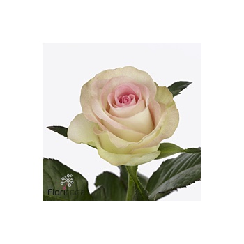 product/img.floraplaza.nl/129448-50-ART_fotos-VBN-vbn129448.jpg