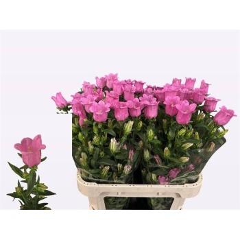 product/img.floraplaza.nl/129465-70-LIVE_fotos-0xBB6036842E77A890F5E9332FE13BEFEA4A14082E.jpg