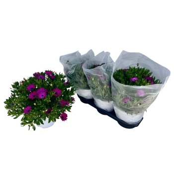 product/img.floraplaza.nl/12950-19-LIVE_fotos-0x58B4D82999548C27CE6D91D3D01AE4A66C484749.jpg