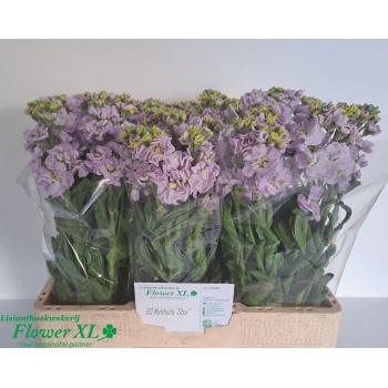 product/img.floraplaza.nl/129552-LIVE_fotos-0x2A7C52AAB5124F8FA65FE715BA450AE16997A4DE.jpg