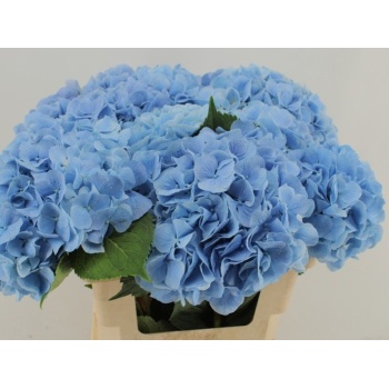 product/img.floraplaza.nl/129592-60-LIVE_fotos-0x3D3A764A9FAAA20E90CC331FCB08654E52BA145B.jpg