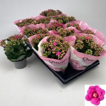 product/img.floraplaza.nl/129612-510-LIVE_fotos-0xC371BFA952281AFD381F9D54DEA879A5F11E2378.jpg