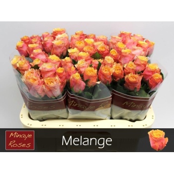product/img.floraplaza.nl/129620-60-LIVE_fotos-0xB0D62A2711420D181B3665CB87C6FA8B91D0BB0B.jpg