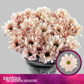 product/img.floraplaza.nl/129646-70-LIVE_fotos-0x76ACDE52961F9D11DF8D699CAF89C828A96C14F5.jpg