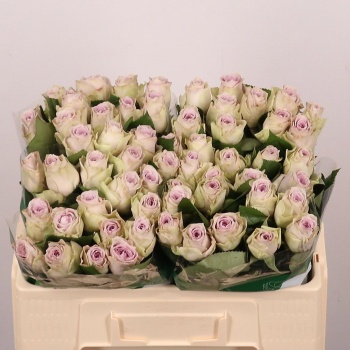 product/img.floraplaza.nl/129654-50-LIVE_fotos-0xA0187E4D2F0CC825B92DAA67CA8866043DA4F793.jpg