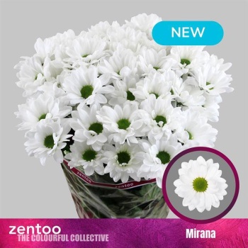 product/img.floraplaza.nl/129666-70-LIVE_fotos-0xCE42E4A1735A76385E8ECC5DFF3363A2EC40C217.jpg