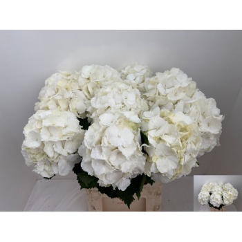 product/img.floraplaza.nl/129737-80-LIVE_fotos-0x281DB1DFA2CBB760F663C961D4DAB317C691CB25.jpg