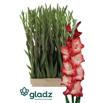 product/img.floraplaza.nl/129756-120-LIVE_fotos-0xDA8426976D6A115E577BFE5F792902346CC16066.jpg