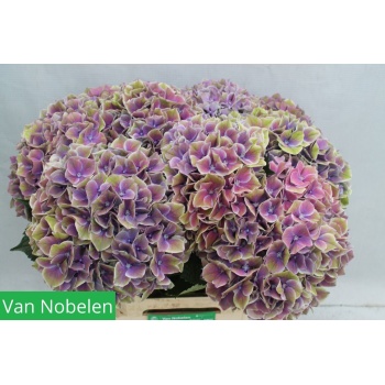 product/img.floraplaza.nl/129764-60-LIVE_fotos-0x6B7B0AE4E0A06A8916A9366DFB16BF6C3E1E535B.jpg