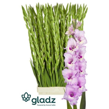 product/img.floraplaza.nl/129769-LIVE_fotos-0x98039695D902268323B8ECDEBEC0683C0840F3C3.jpg
