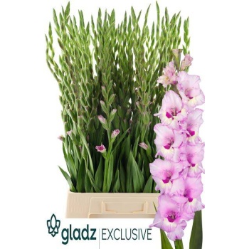 product/img.floraplaza.nl/129769-LIVE_fotos-0xF876A832E2B3CFED9EB692173B3620F715BA0743.jpg