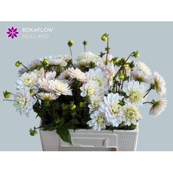 product/img.floraplaza.nl/129785-55-LIVE_fotos-0xC2FED38B80E97A99747EC9D92CE2237E97FAB0AF.jpg