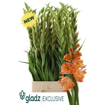 product/img.floraplaza.nl/129823-120-LIVE_fotos-0xA614F034372FB9797AB33C653C5C2704A93A2F5E.jpg