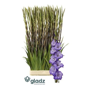 product/img.floraplaza.nl/129833-120-LIVE_fotos-0x66B6F0D2CBE159D47BFBF54C3AE089C04DDFF203.jpg