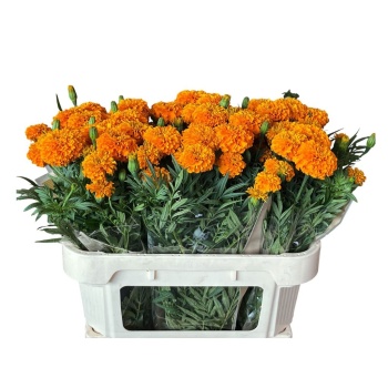 product/img.floraplaza.nl/129859-70-LIVE_fotos-0x6AB6C0E5D5002D4A19328C2B8D8433B678E0433B.jpg