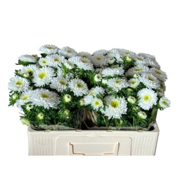 product/img.floraplaza.nl/129892-50-LIVE_fotos-0xE3F93B7FF8B5D0954362526770453D4A4F76796C.jpg