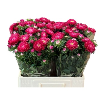 product/img.floraplaza.nl/129893-60-LIVE_fotos-0x2BD9F02C5A5F084542AE42B83484C302EC4D58AC.jpg