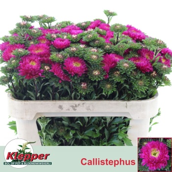 product/img.floraplaza.nl/129894-70-LIVE_fotos-0x6D1DE456FCDFF6A981667E16C8DB22CC2D84A36E.jpg