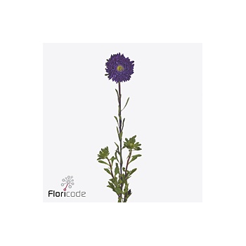 product/img.floraplaza.nl/129895-60-ART_fotos-VBN-vbn129895.jpg