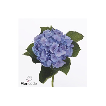 product/img.floraplaza.nl/129902-80-ART_fotos-VBN-vbn129902.jpg