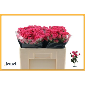 product/img.floraplaza.nl/12992-50-LIVE_fotos-0x92F5D6AD2C6D8091A669D3B94857127B7B23DDC7.jpg