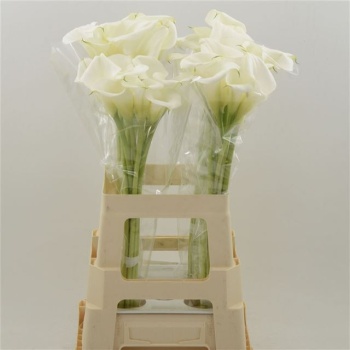 product/img.floraplaza.nl/129958-60-LIVE_fotos-0xF28370D3AD36154917832150B775BF47DB68B4C8.jpg