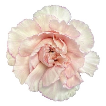 product/img.floraplaza.nl/129966-60-LIVE_fotos-0xB9AABCE0BA25DE9D69B654FD30501A63D871006E.jpg