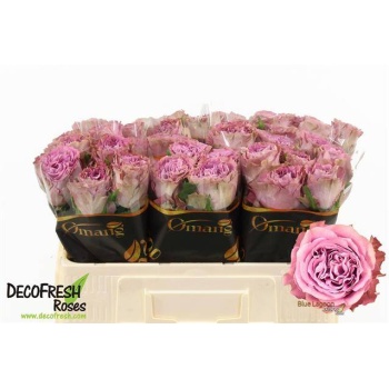 product/img.floraplaza.nl/130067-50-LIVE_fotos-0xC4B5F654009AED2A3180020091D9D59B9E23E991.jpg